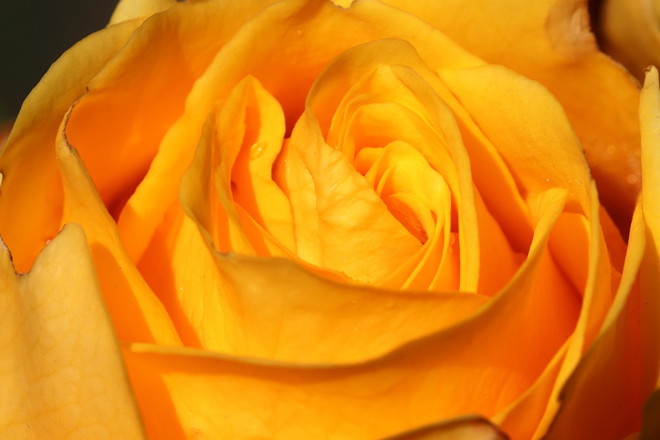 rose-fleur-p-tales-photo-gratuite-sur-pixabay-pixabay