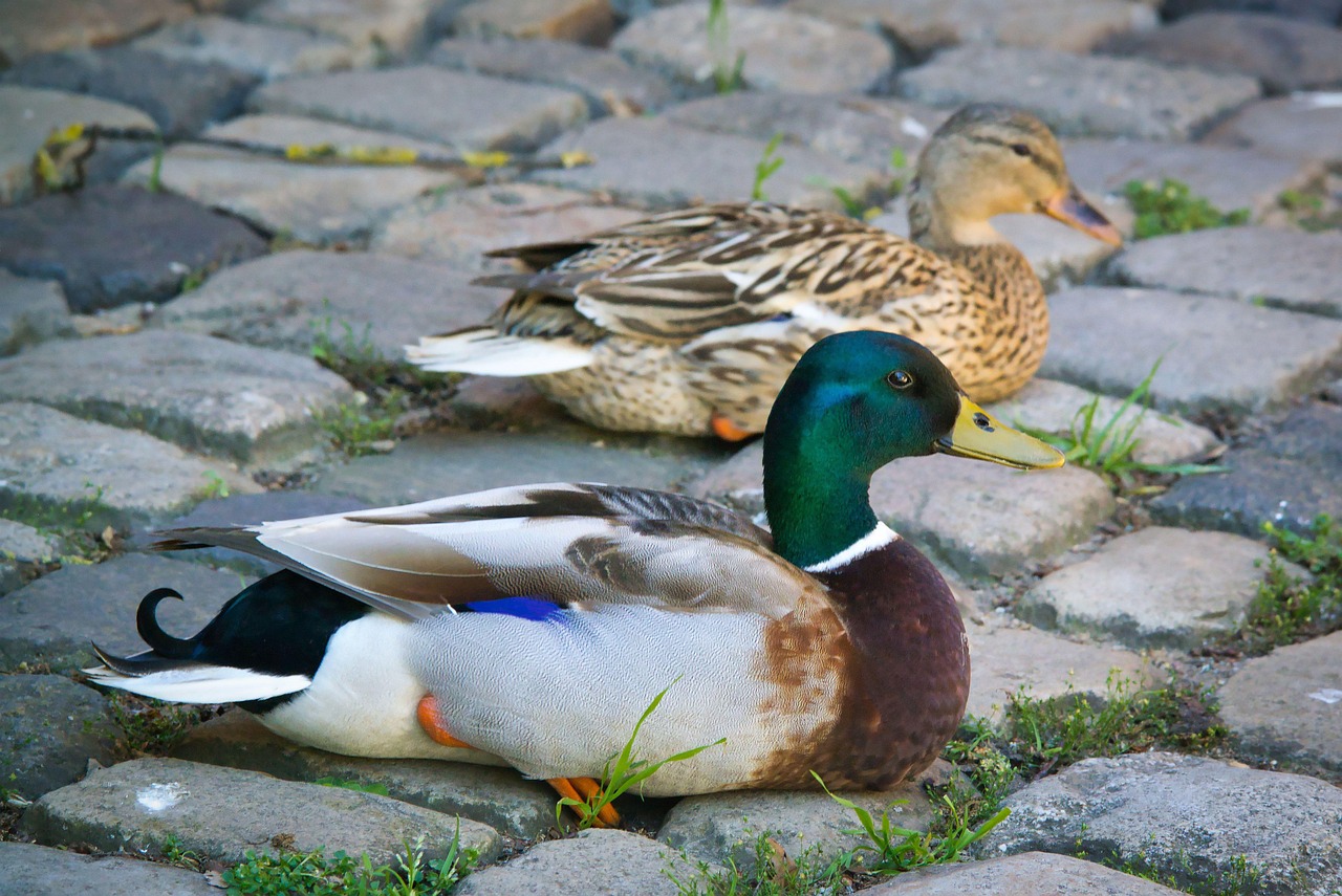 Ducks Mallards Birds Water - Free photo on Pixabay - Pixabay