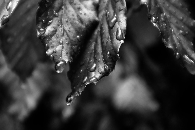 Free Leaves Dew photo and picture