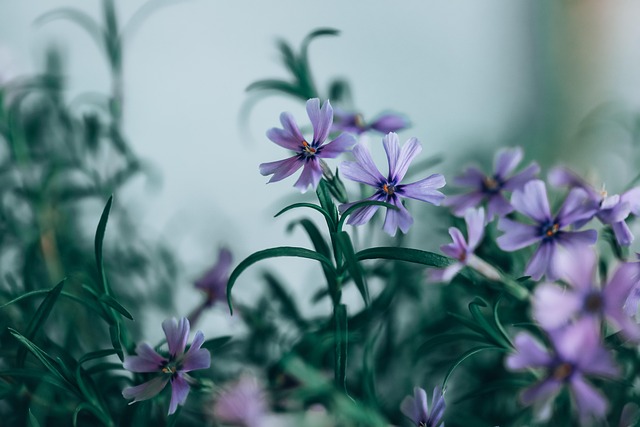 Free Flowers Purple Flowers photo and picture