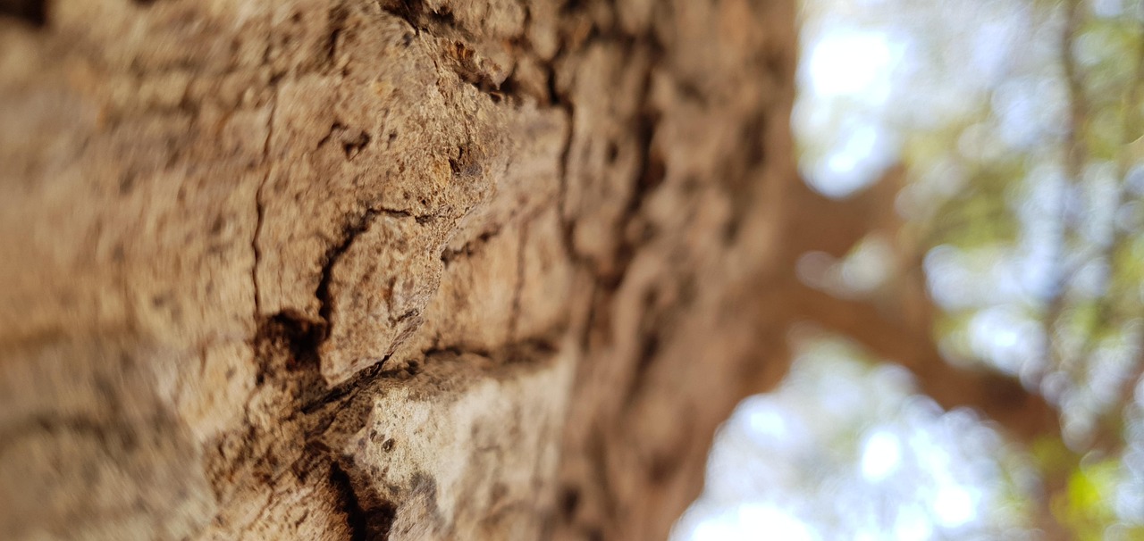 Tamarin Tree Tamarind - Free photo on Pixabay - Pixabay