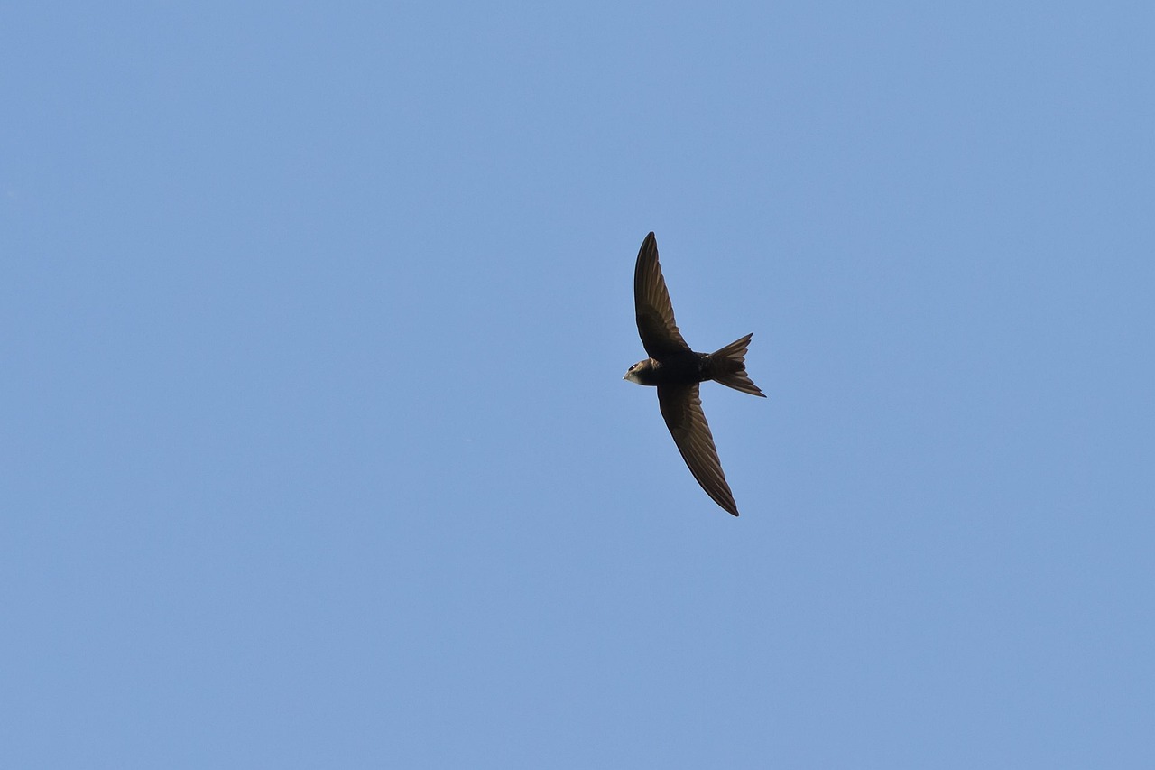 Swift Fly Swallow Swift Fly - Free photo on Pixabay - Pixabay