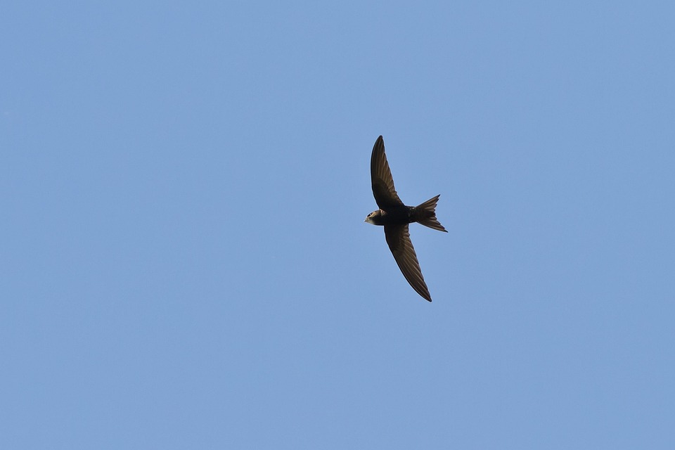 Swift Fly Swallow Swift Fly - Free photo on Pixabay - Pixabay