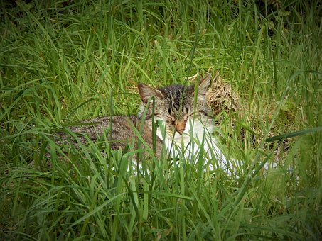 Free Cat Pet photo and picture