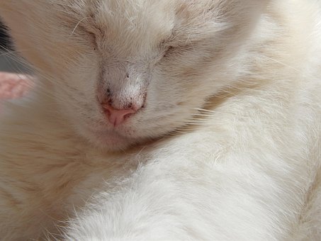 Free Cat Feline photo and picture