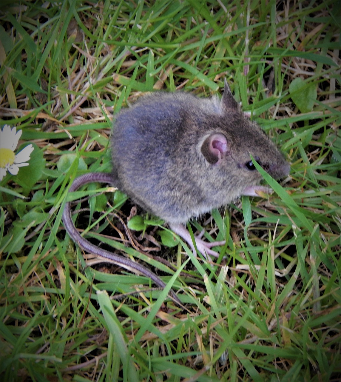Rato Jardim Vida Selvagem - Foto gratuita no Pixabay - Pixabay
