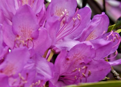 Free Wild Flower Purple photo and picture