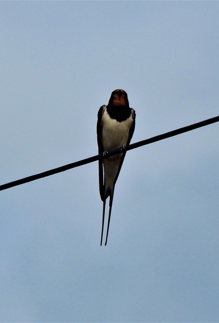 Free Bird Swallow photo and picture