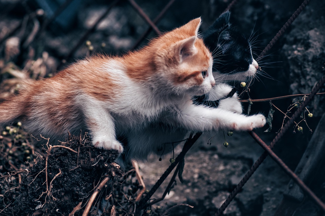 猫 小猫 宠物 - Pixabay上的免费照片 - Pixabay