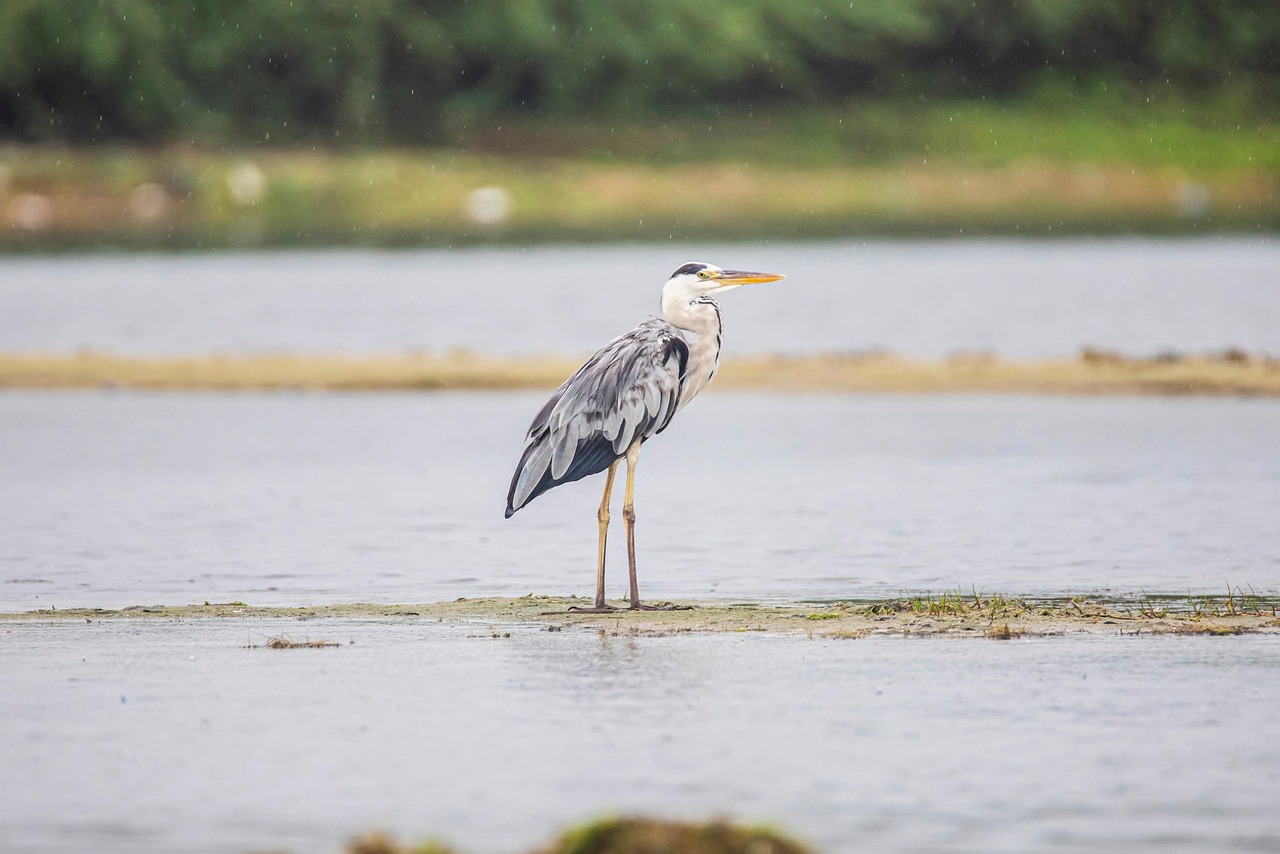 Más de 4 000 imágenes gratis de Garza y Naturaleza - Pixabay
