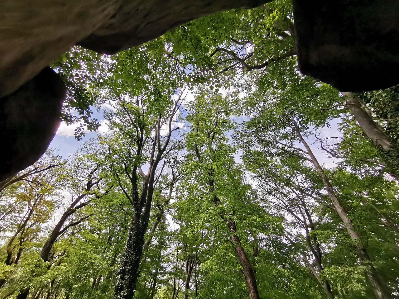 Tree Heaven - Free photo on Pixabay - Pixabay