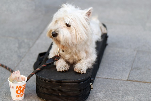 Free Dog Pet photo and picture