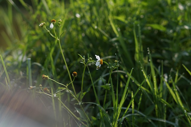 Free Grass Plant photo and picture