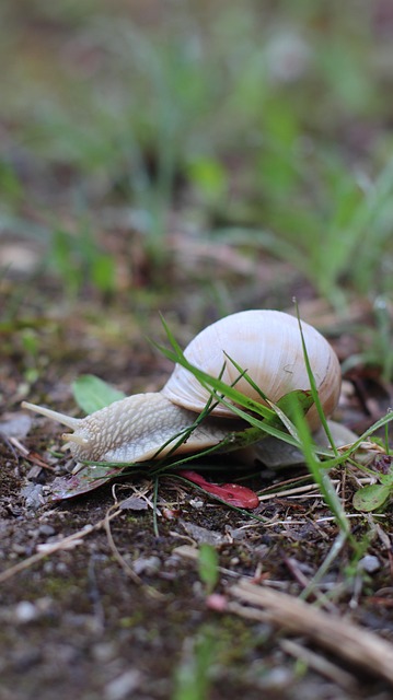Free Snail Mollusc photo and picture