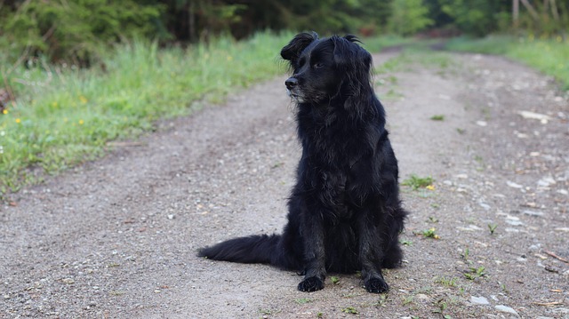 Free Dog Black photo and picture