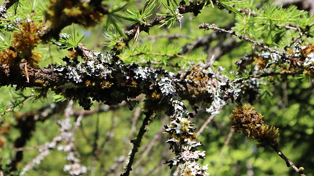Free Nature Tree photo and picture