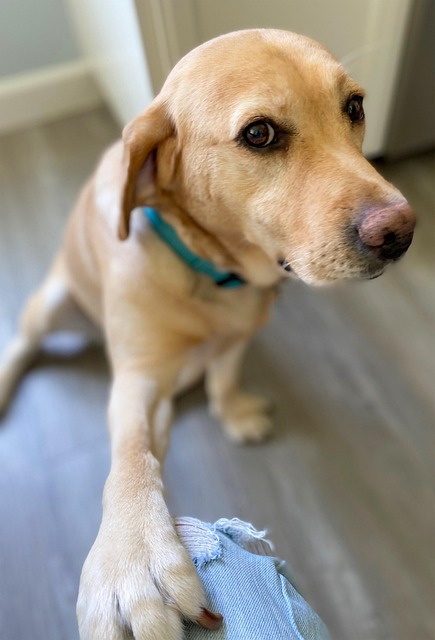 Free Dog Labrador photo and picture