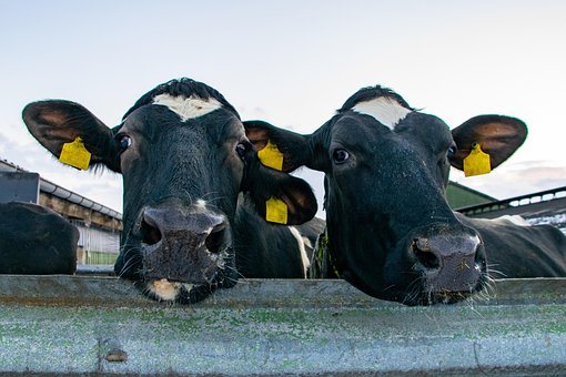 Free Cow Beef photo and picture