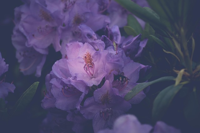 Free Azalea Rhododendron photo and picture