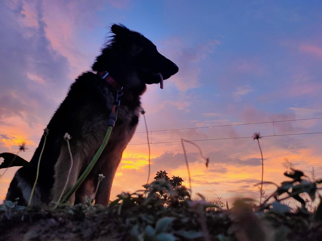 Free German Shepherd German Shepherd Dog photo and picture