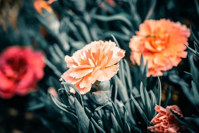 Free Carnation Flowers photo and picture
