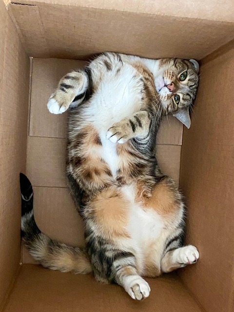 Free Cat Feline photo and picture