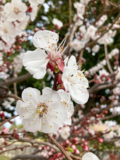 Free Flowers Petals photo and picture