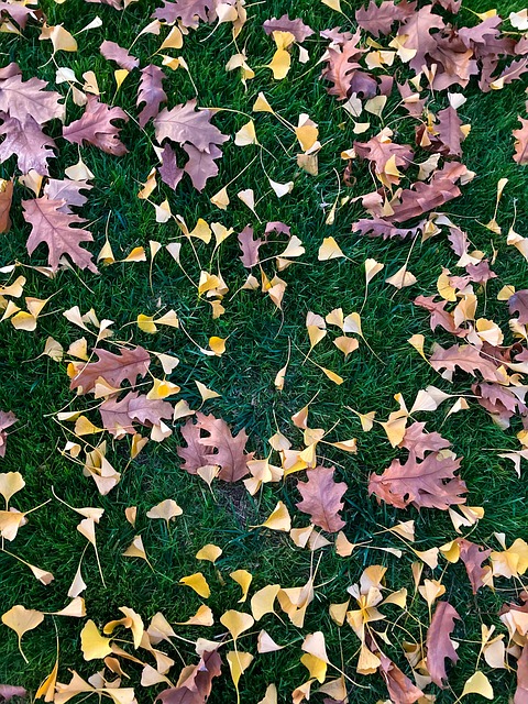 Free Leaves Grass photo and picture