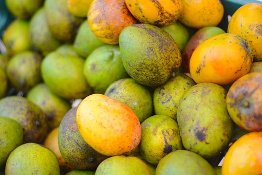 Mango, Fruit, Produceren, Oogst