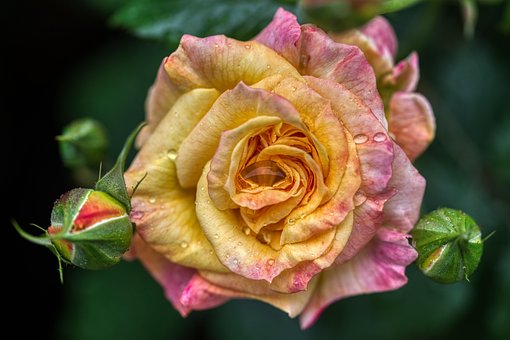 Free Flower Rose photo and picture