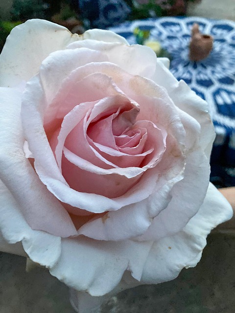 Free Pink Rose Flower photo and picture