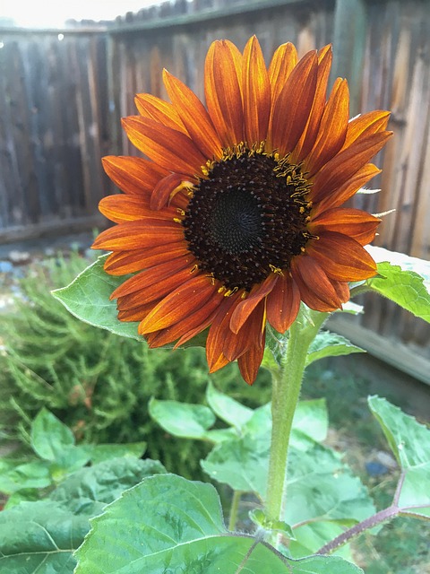 Free Sunflower Garden photo and picture