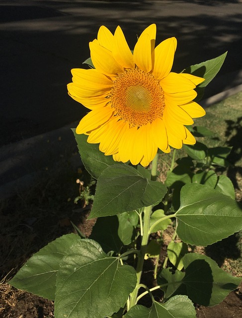 Free Yellow Sunflower photo and picture