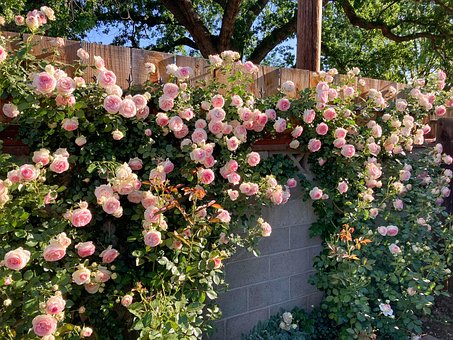 Free Flowers Roses photo and picture