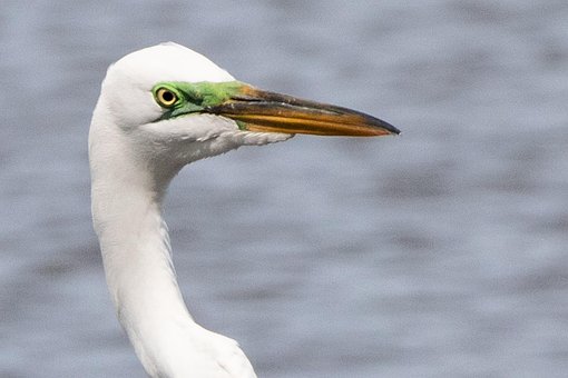 Free Egret Great White Egret photo and picture