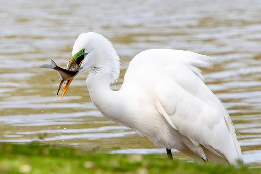 Free Egret Great White Egret photo and picture