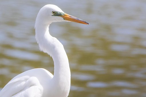Free Egret Great White Egret photo and picture