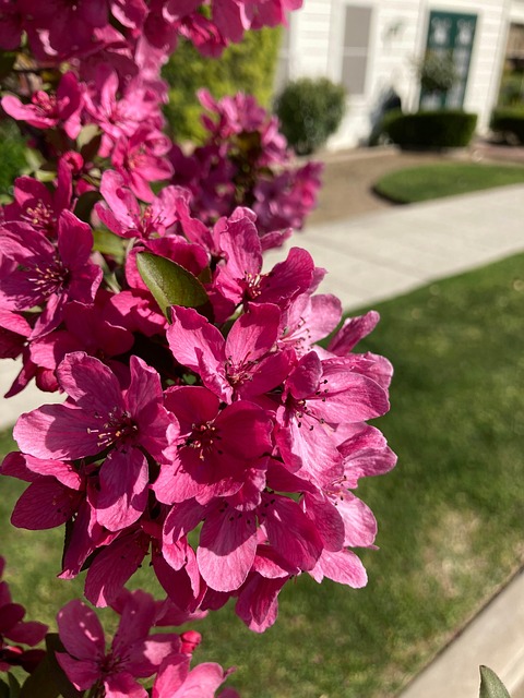 Free Pink Flowers photo and picture