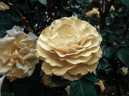 Belas Rosas, Rose Flor, Amor, Romance