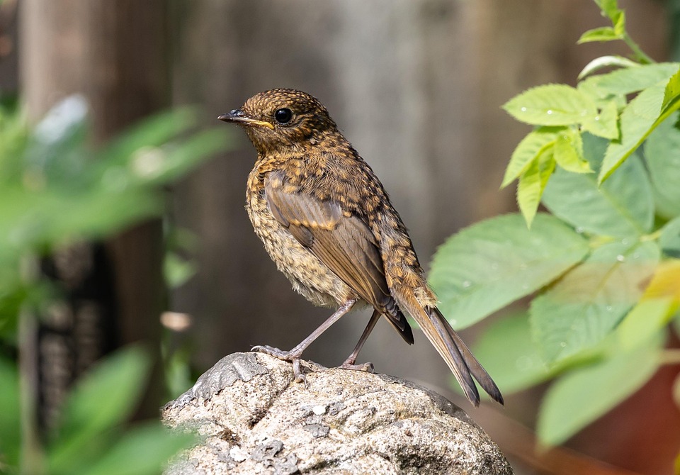 Rouge Gorge Debutant Oiseau Bebe Photo Gratuite Sur Pixabay