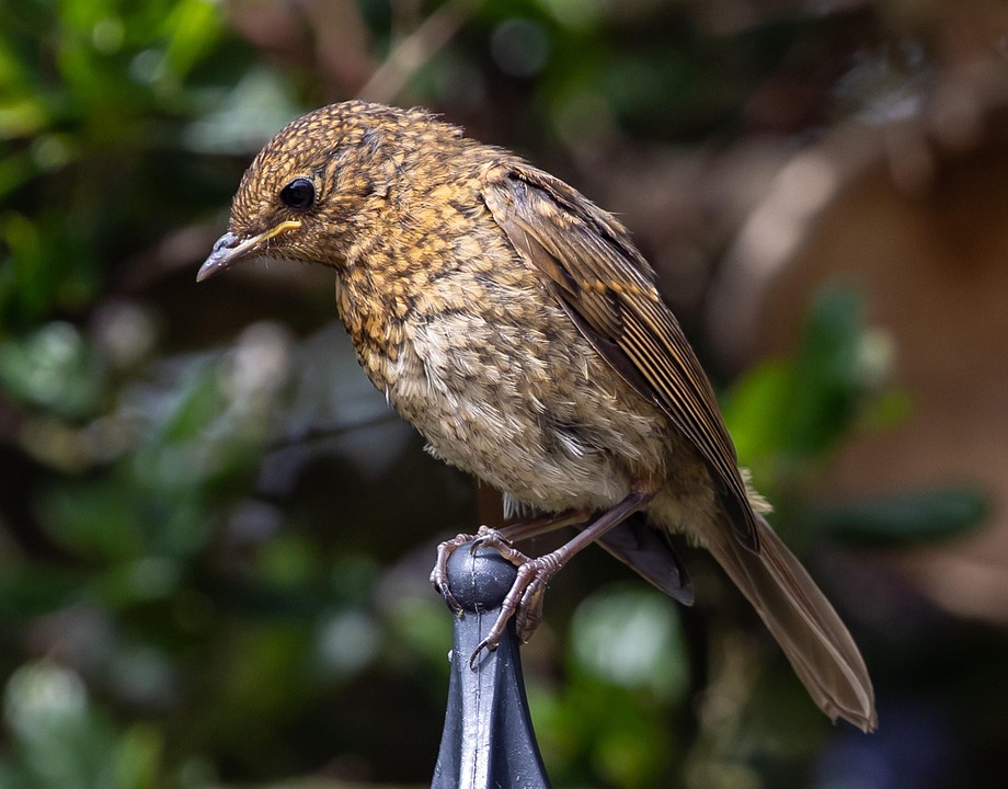 Robin Fledgling Bird Free photo on Pixabay