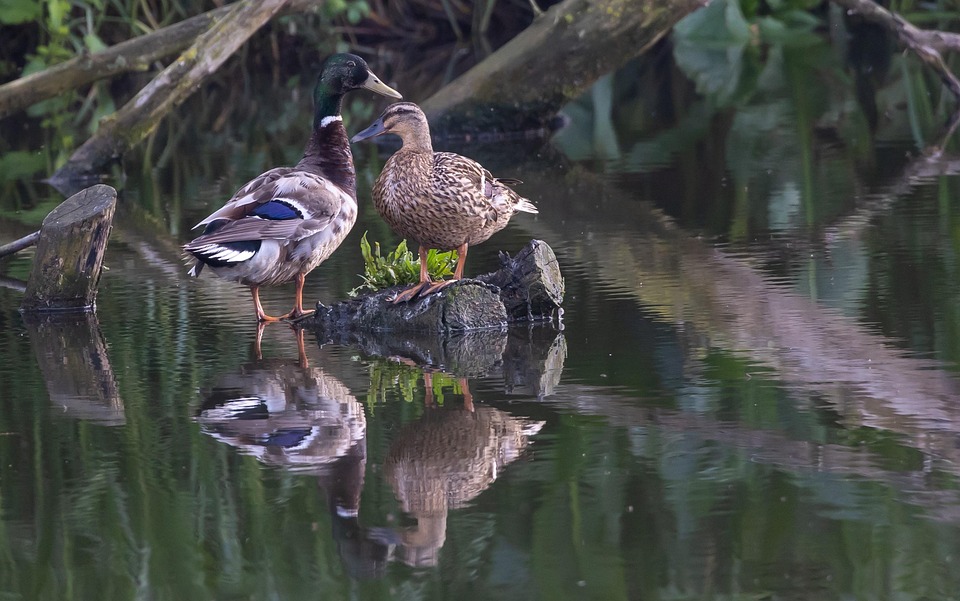Ducks Birds Pond - Free photo on Pixabay - Pixabay