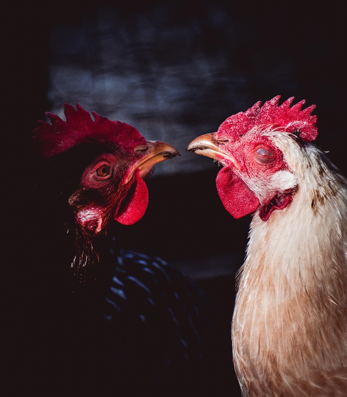 Chickens Birds Poultry Free photo on Pixabay Pixabay