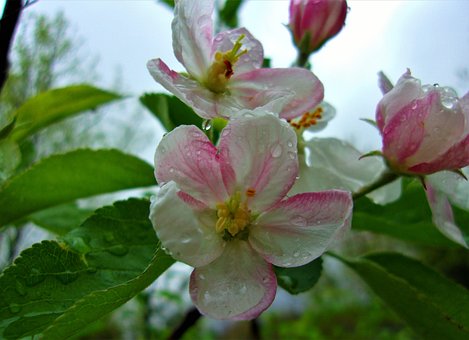 Free Nature Pretty photo and picture