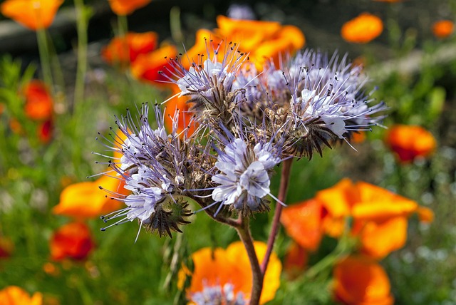 Dentelle Phacélie Fleurs Plantes - Photo gratuite sur Pixabay - Pixabay
