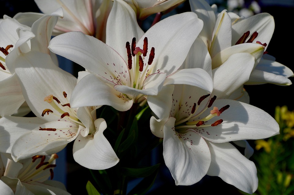 百合花白鲜花 Pixabay上的免费照片