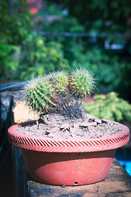 Free Cactus Cactus Plant photo and picture