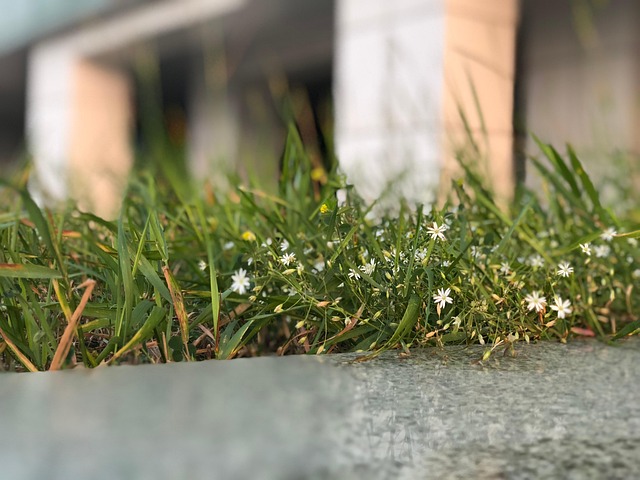 Flores, El Verano, Verde, Naturaleza