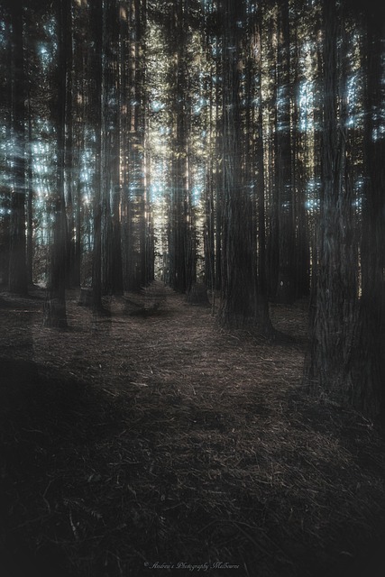 Free Light Forest photo and picture