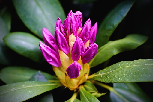Free Flower Rhododendron photo and picture